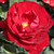 Red - Bed and borders rose - floribunda - Lilli Marleen®